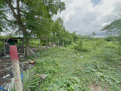 ขาย - ที่ดินปากเกร็ด 85 ตร.วา ทำเลดี ราคาต่ำกว่าตลาด ใกล้รถไฟฟ้าสีชมพูใกล้วัดป่าเลไลย์ ปากเกร็ด นนทบุรี, นนทบุรี