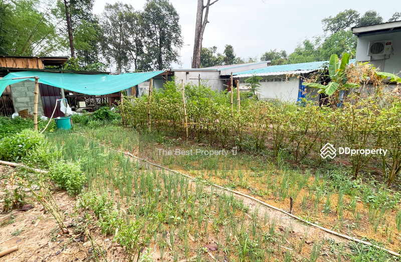 ขาย - ห้องแถวหัวตะพาน อำนาจเจริญ, อำนาจเจริญ