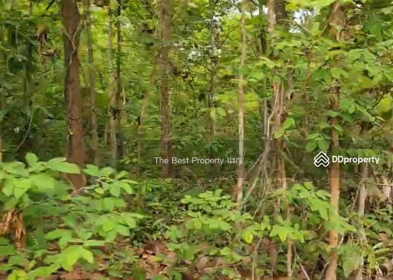 ขาย - ที่ดินนาหว้า นครพนม, นครพนม