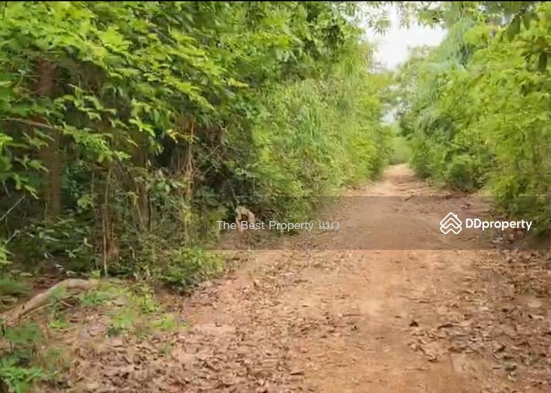 ขาย - ที่ดินนาหว้า นครพนม, นครพนม