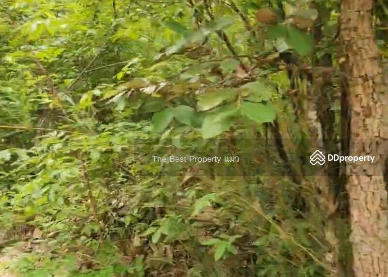 ขาย - ที่ดินนาหว้า นครพนม, นครพนม