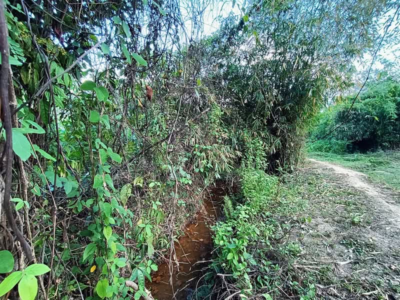 Land for sale next to Phahon Yothin rd. (Main road no. 106) Li, Lamphun, Lamphun, พหลโยธิน 106, Dong Dam, Li, Lamphun, , 1,657 sqm, Land For Sale, by Nantawan Rattanapong, 11878762 - DDproperty.com