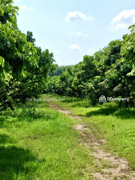 ขาย - ที่ดินเทิง เชียงราย, เชียงราย