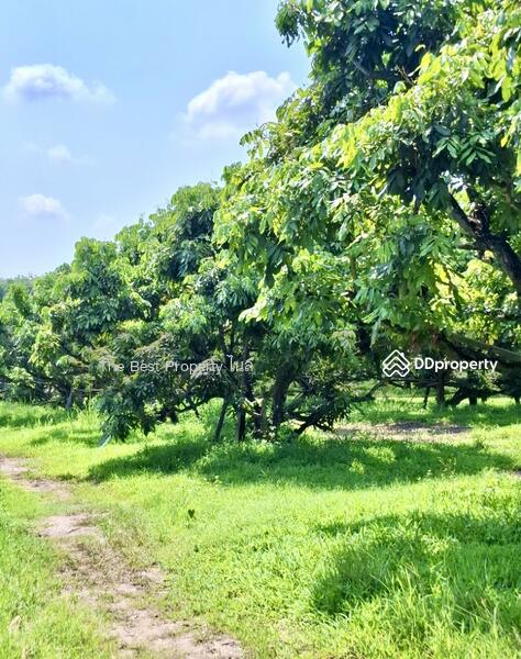 ขาย - ที่ดินเทิง เชียงราย, เชียงราย
