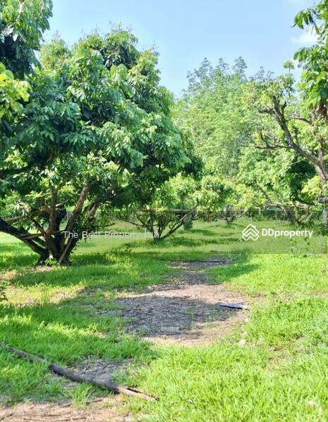 ขาย - ที่ดินเทิง เชียงราย, เชียงราย