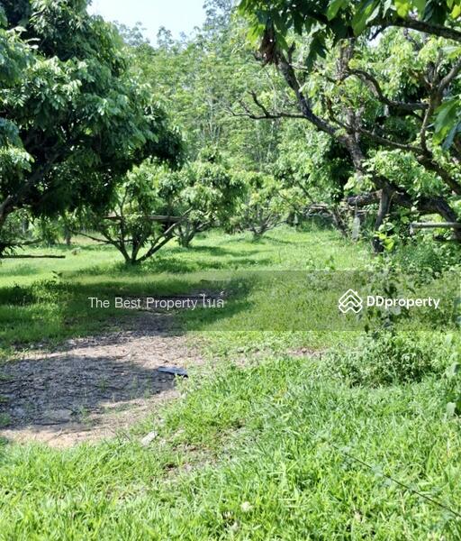 ขาย - ที่ดินเทิง เชียงราย, เชียงราย