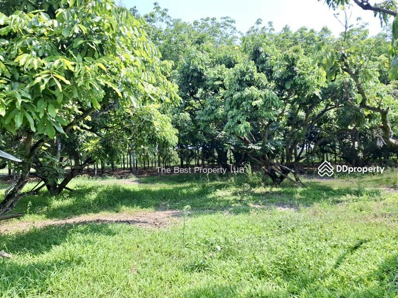 ขาย - ที่ดินเทิง เชียงราย, เชียงราย