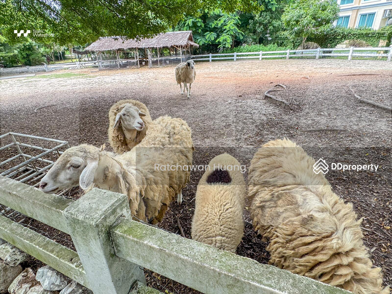 ขาย - The Chiva Sanctuary Khao Yai : เดอะ ชีวา แซงทัวรี เขาใหญ่, นครราชสีมา