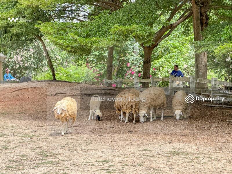 ขาย - The Chiva Sanctuary Khao Yai : เดอะ ชีวา แซงทัวรี เขาใหญ่, นครราชสีมา