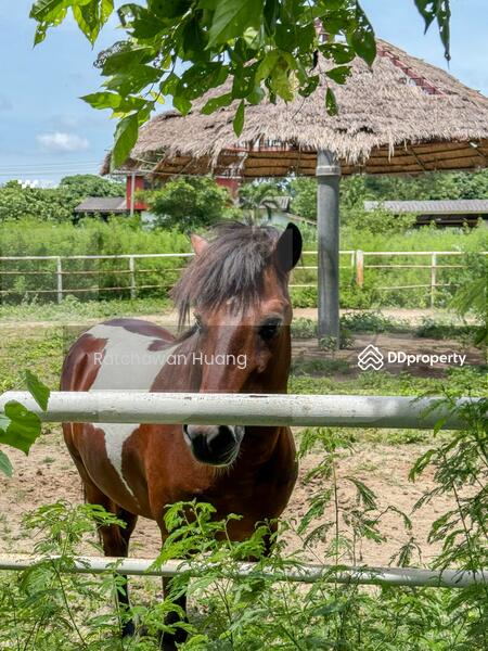 ขาย - The Chiva Sanctuary Khao Yai : เดอะ ชีวา แซงทัวรี เขาใหญ่, นครราชสีมา