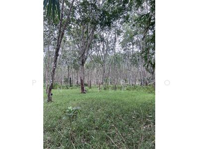 ขาย - ขายที่ดินพร้อมสวนยางพารา 9-2-31ไร่ ทำเลดี ลำทับ จังหวัดกระบี่, กระบี่