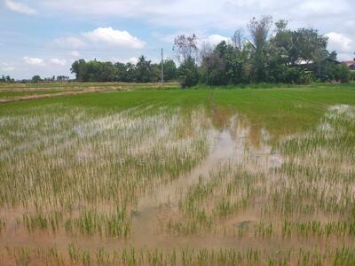 ขาย - ที่ดินกงไกรลาศ สุโขทัย, สุโขทัย