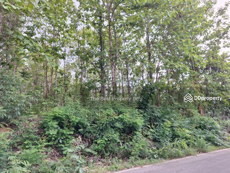 For Sale - ที่ดินท่าปลา อุตรดิตถ์, Uttaradit