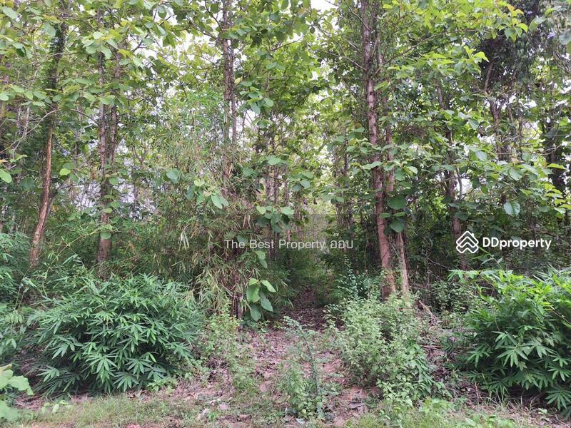 For Sale - ที่ดินท่าปลา อุตรดิตถ์, Uttaradit