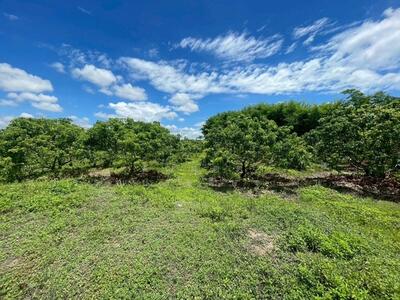 ขาย - 92767 - ขายที่ดินสวนลำไยวิวเขา 3 ไร่ 2 งาน 70 ตรว. อำเภอแม่วาง จังหวัดเชียงใหม่, เชียงใหม่