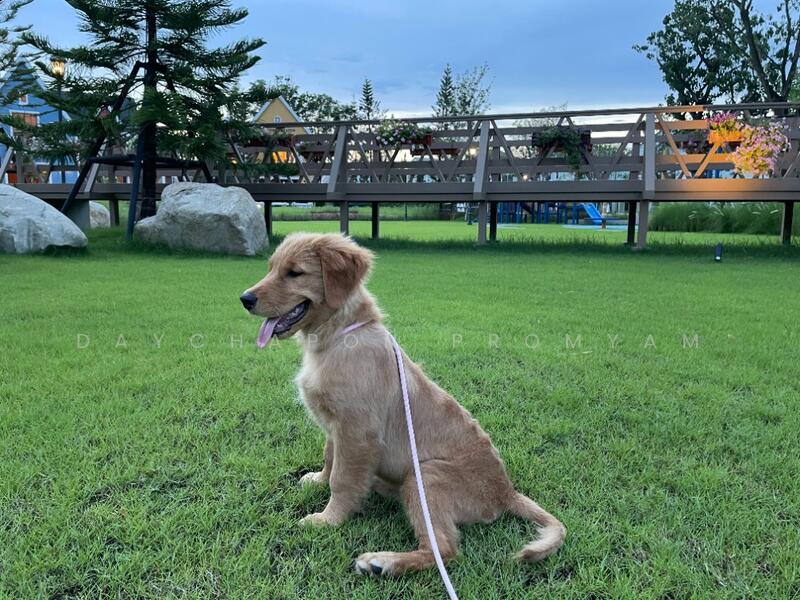 Villaggio 2 Srinakarin-Bangna : วิลลาจจิโอ 2 ศรีนครินทร์-บางนา, สมุทรปราการ, ถนนบัวนครินทร์, บางแก้ว, บางพลี, สมุทรปราการ, 121 ตร.ม., ทาวน์เฮ้าส์ ให้เช่า, โดย Daychapon Promyam, 11912557 - DDproperty.com