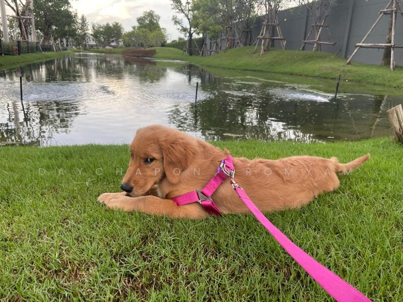 Villaggio 2 Srinakarin-Bangna, Samut Prakan, Buanakarin Road, Bang Kaeo, Bang Plee, Samut Prakan, 2 Bedrooms, 121 sqm, Townhouse For Rent, by Daychapon Promyam, 11912557 - DDproperty.com