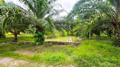 ขาย - WR-783893 ที่ดิน 12 ไร่ 43.70 ตร.ว. หลังสวน ชุมพร ใกล้ โลตัสหลังสวน, ชุมพร