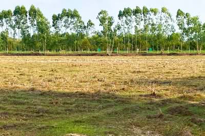 ขาย - LK-904479 ที่ดินศรีมหาโพธิ 24 ไร่ 112 ตร.ว. ปราจีนบุรี ใกล้วัดหัวซาธรรมิการาม, ปราจีนบุรี