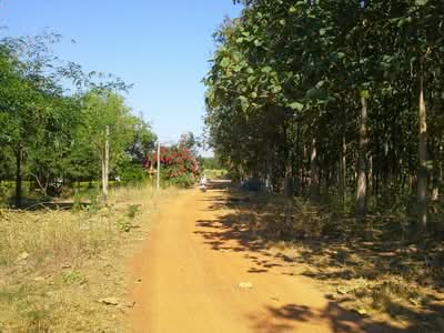 ขาย - ทีดิน527ไร่ บ้านหนองปากดง ต.หนองไผ่อ.ด่านมะขามเตี้ยจ.กาญจนบุรี ที่ดินจำนวน264ไร่ปลูกพืชผลทางการเกษตร, กาญจนบุรี