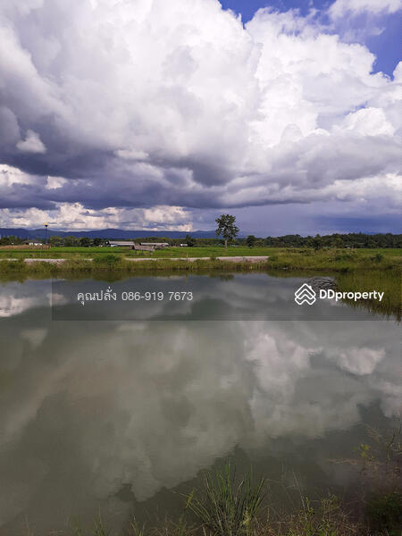 pond on the land