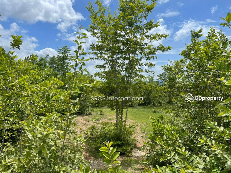 For Sale - Land Kanchanaburi For Sale : Boploy 42-1-88 rai, Nice Land., Kanchanaburi