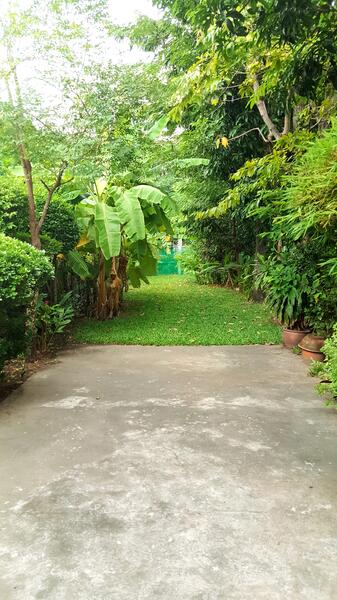 House for rent , Preedee14 ,สุขุมวิท71 , Living , Office , Cafe/Restaurant Rent 150,000 ฿/m., Bangkok, สุขุมวิท71, Phra Kanong Nua, Watthana, Bangkok, 4 Bedrooms, 650 sqm, Single Detached House For Rent, by คัทยวรรณ หิรัญจิโรจน์, 3189599 - DDproperty.com