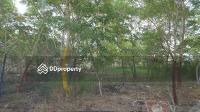 ขาย - อดสาสนดนสเทเหยหยวสาแ, ปทุมธานี