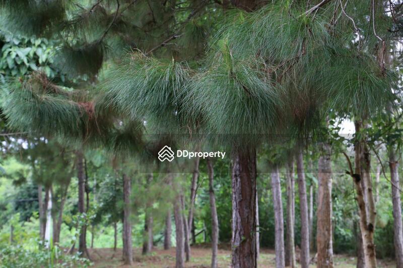 For Sale - ขายบ้านสวยสไตล์ยุโรปเชียงราย พร้อมที่ดิน 5 ไร่, Chiang Rai