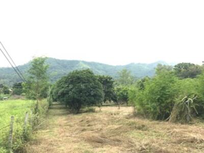 ขาย - ที่ดินสวยๆพร้อมบ้านและสวนผลไม้ติดถนนหลังเซอร์แจมส์ มวกเหล็ก, สระบุรี