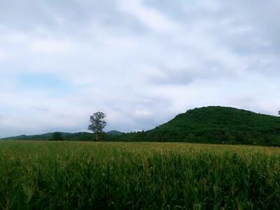 ขาย - ที่ดินปากช่อง, นครราชสีมา