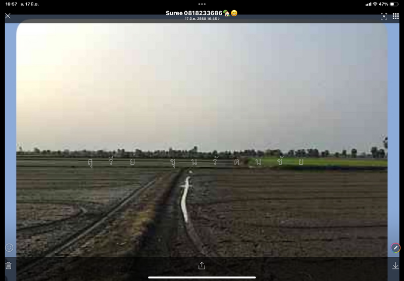 ขาย - ขายที่ดิน 49 ไร่ 279 ตร.ว. ต.ดอนมะนาว (หวายสอ) อ.สองพี่น้อง จ.สุพรรณบุรี, สุพรรณบุรี