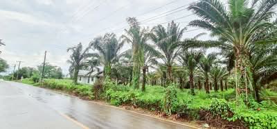 ขาย - ที่ดิน 54 ไร่ 139 ตร.ว มีครบ! สวนยาง–สวนปาล์ม–บ้าน–น้ำใช้ตลอดปี จ.สระแก้ว, สระแก้ว