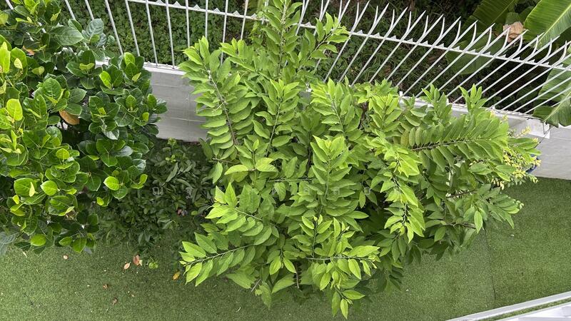 ขาย - พระปิ่น 2 : Prapin 2, กรุงเทพ