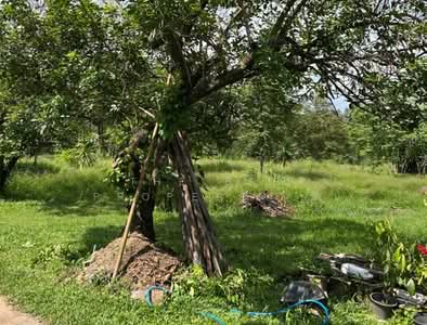 ขาย - ที่ดินขลุง จันทบุรี, จันทบุรี