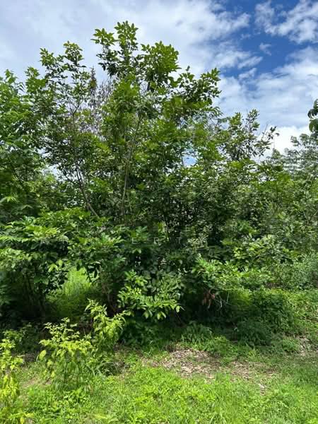 ที่ดินขลุง จันทบุรี, Chanthaburi, Wang Sappharot, Khlung, Chanthaburi, , 47,916 sqm, Land For Sale, by The Best Property ซิน, 500011375 - DDproperty.com