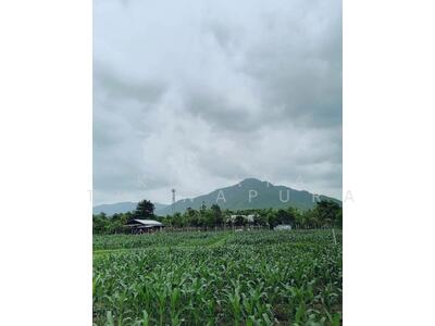 ขาย - ต.ร้องวัวแดง อ.สันกำแพง จ.เชียงใหม่ : Rongwuadang Subdistrict, San Kamphaeng District, Chaingmai, เชียงใหม่