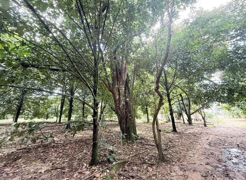 ขาย - ที่ดินคลองนารายณ์ จันทบุรี, จันทบุรี