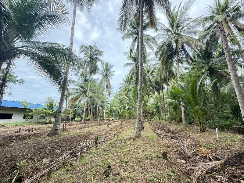 ขาย - ที่ดินอัมพวา สมุทรสงคราม, สมุทรสงคราม