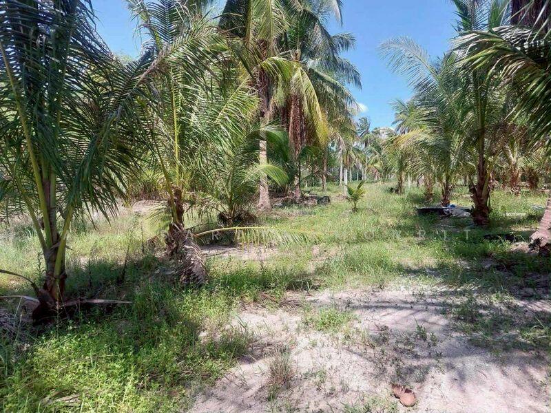 ขาย - หนองพลับ สังกะเปียว ซอย 6, ชลบุรี