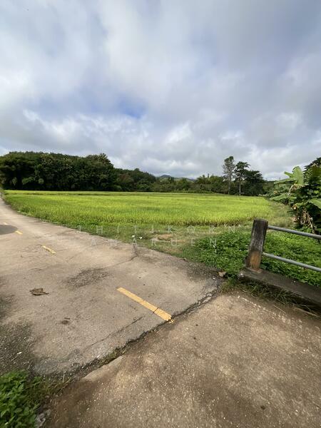 For Sale - ตำบลบัวใหญ่ อำเภอนาน้อย จังหวัดน่าน, Nan