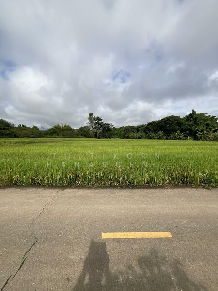 For Sale - ตำบลบัวใหญ่ อำเภอนาน้อย จังหวัดน่าน, Nan