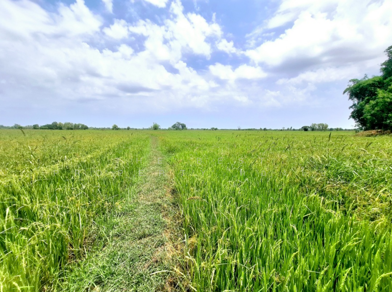 ขาย - ที่ดินจังหาร ร้อยเอ็ด, ร้อยเอ็ด
