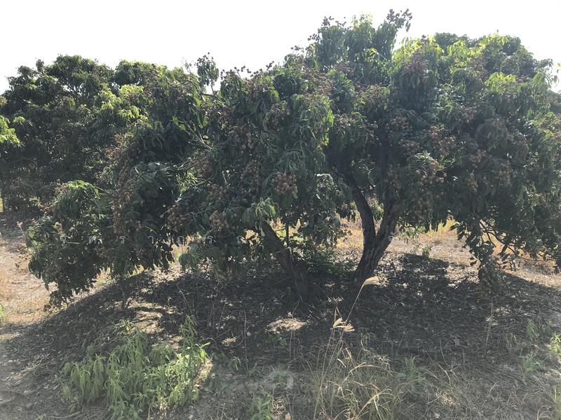 ขาย - เชียงใหม่, เชียงใหม่