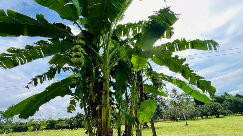 For Sale - นครนายก, Nakhon Nayok