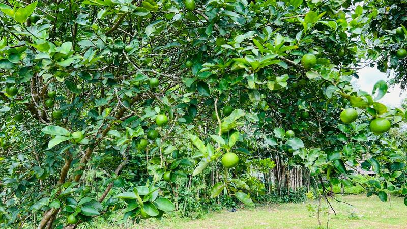 For Sale - นครนายก, Nakhon Nayok