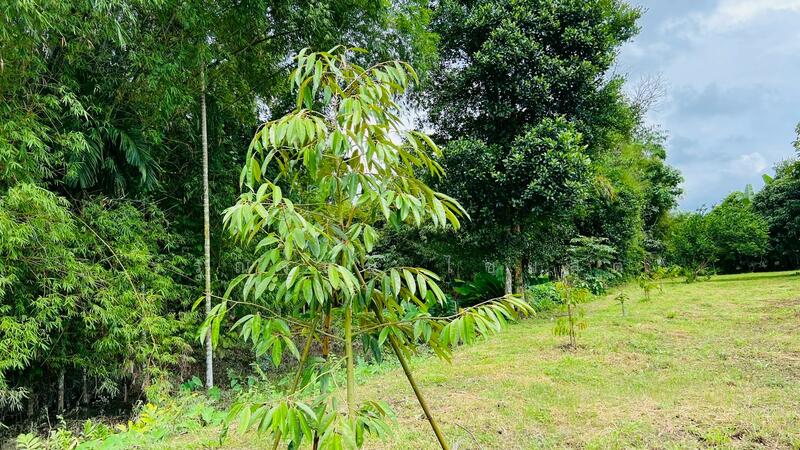 For Sale - นครนายก, Nakhon Nayok