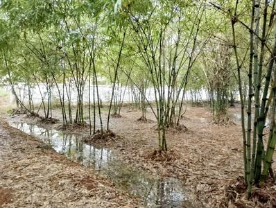 ขาย - ที่ดินปราณบุรี ประจวบคีรีขันธ์, ประจวบคีรีขันธ์