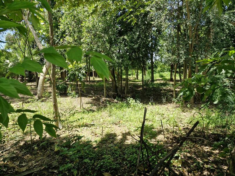 ขาย - ที่ดิน อ่างทอง, เมืองราชบุรี, ราชบุรี