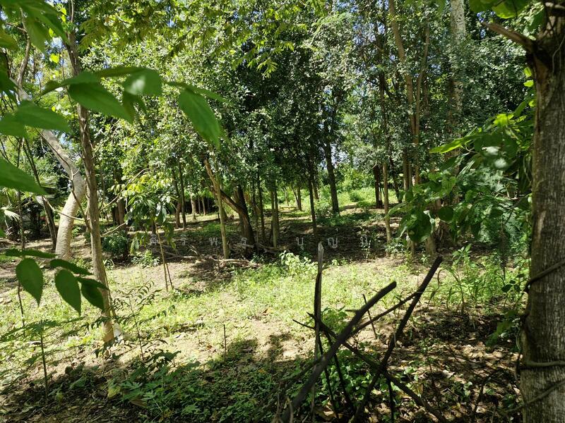 ขาย - ที่ดิน อ่างทอง, เมืองราชบุรี, ราชบุรี